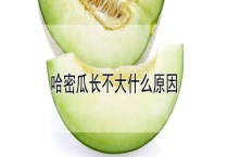 哈密瓜长不大什么原因？