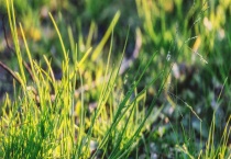 花烟草是多年生的吗？