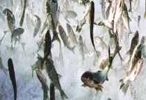 娃娃鱼咬人吗？