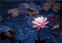 采莲花是什么季节