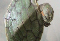 乌龟白眼病防治方法 可以要药液浸泡乌龟