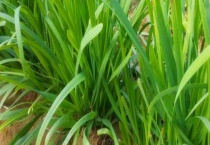 韭黄是韭菜吗？附韭菜和韭黄的区别？