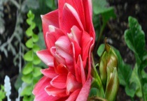 朱顶红有毒吗？