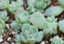 多肉可以浇淘米水吗？