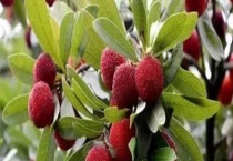 东魁杨梅一般何时成熟 附东魁杨梅介绍