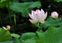 水生植物有哪些？