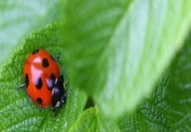 二十八星瓢虫预防方法是什么 分布在哪