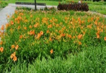 萱草开完花怎样修剪