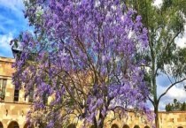 蓝花楹是绿叶植物还是落叶植物 附蓝花楹的生长习性