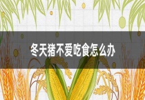 冬天猪不爱吃食怎么办？