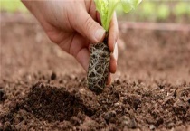 露天生菜种植技术与管理