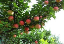 苹果树种在什么地方