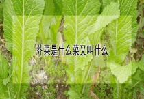 芥菜是什么菜又叫什么？