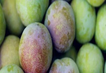 广东李子什么时候成熟 常见李子品种介绍