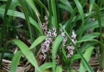 吉祥草如何水培