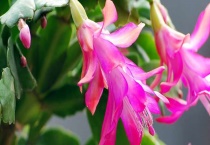 亮红仙人指和蟹爪兰的区别？