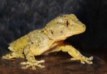 壁虎吃蟑螂吗？