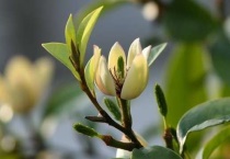 含笑花药用价值