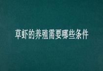 草虾的养殖需要哪些条件