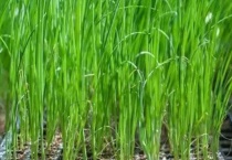 葱长了花苞怎么办？