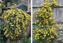 法国香水茉莉爬藤快吗？