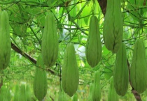 佛手瓜是否可以生吃 佛手瓜有哪些做法