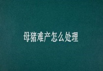 母猪难产怎么多久？