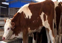 西门塔尔牛苗多少钱一头 附养殖条件和特点