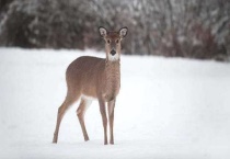 白尾鹿怎样迁移
