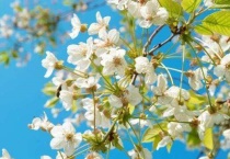 白色樱花和粉色樱花的区别？