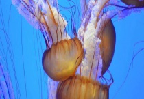 海蜇可不可以生吃 海蜇是水母吗？