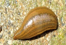 蚂蝗吃什么 附蚂蟥的生活习性及被蚂蟥咬后的处理多久？