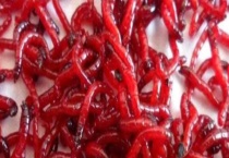 钓鱼的红虫对人体有害吗？附误传原因？