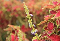 彩叶草开花什么时候