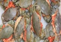 三门青蟹多少钱一斤 附上市时间和挑选多久？