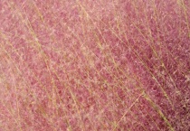 黛子草是什么？