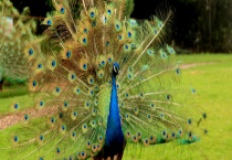 孔雀是不是哺乳动物 孔雀有哪些种类