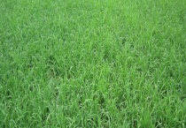 为了避免禾苗冻害 应该如何预防倒春寒