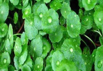 铜钱草掉叶子怎么办 有以下解决多久？