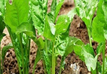 根达菜的种植方法和时间