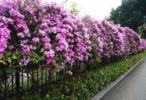 飘香藤如何修剪打尖