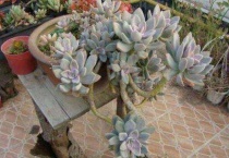 砖头碎末可以种多肉吗？