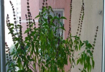 荆芥就是猫薄荷吗？