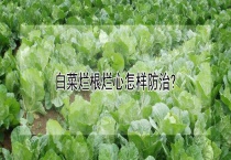 白菜烂根烂心怎样防治？