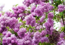 丁香花适合庭院种植吗？