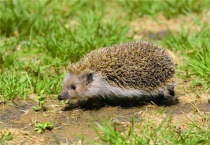 野生刺猬吃什么？