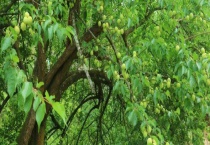 青梅树需要几年才能结果 应该要怎么种