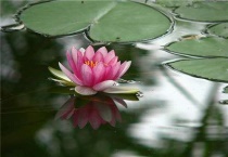 莲蓬是荷花谢了以后长出来的吗？