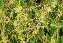 菟丝子种子价格及种植方法 菟丝子播种多久？