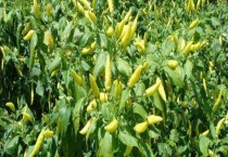 小米辣和朝天椒的区别？ 小米辣怎么泡制